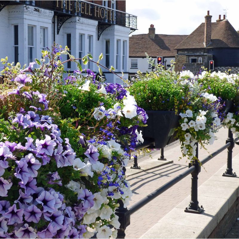 Image of Sandwich in Bloom